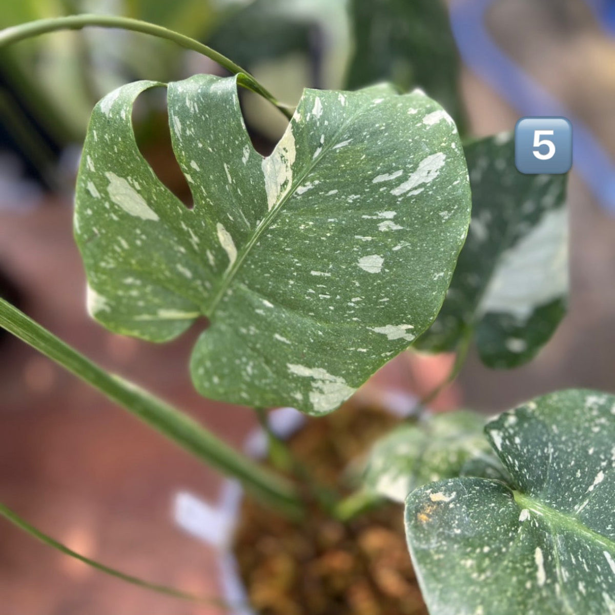 【希少】モンステラ・デリシオーサ　'タイコンステレーション【スターライト】'