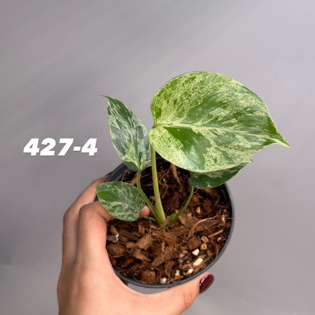 【予約販売7-427-1/2/3/4/5】モンステラ　デリシオーサ 'バルバソー'