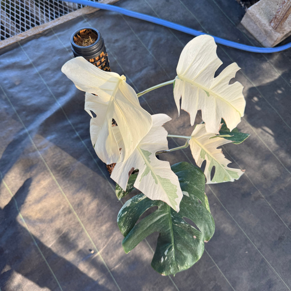 厳選】モンステラ・デリシオーサ var.ボルシギアナ 'アルボ