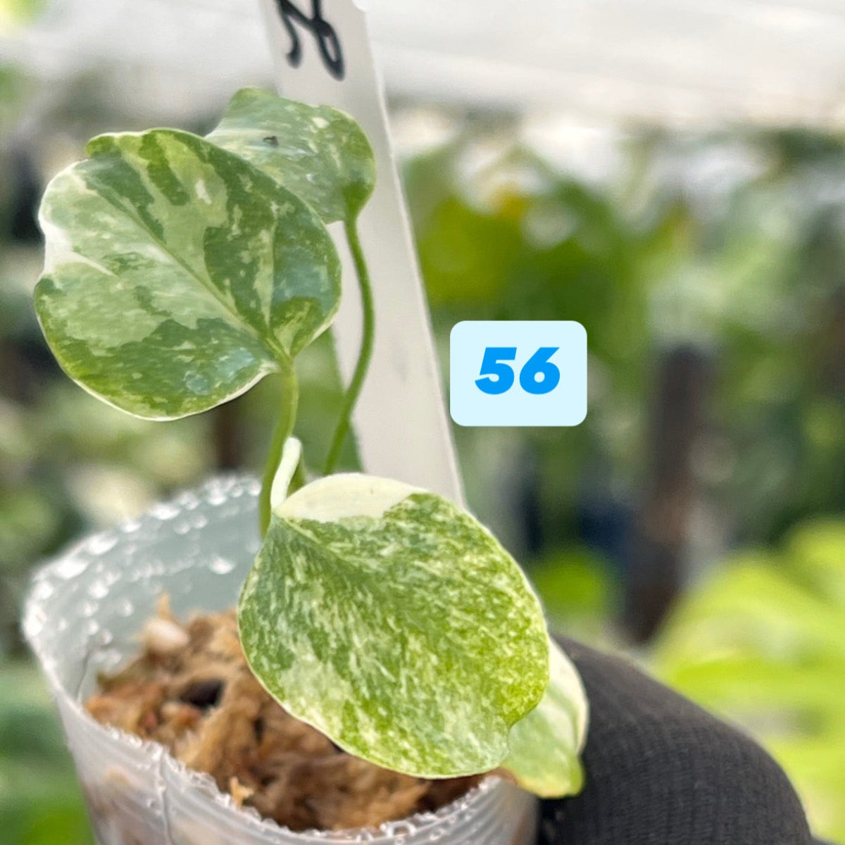 【シロウト園芸選抜株/2号サイズ】モンステラ・デリシオーサ　'タイコンステレーション'