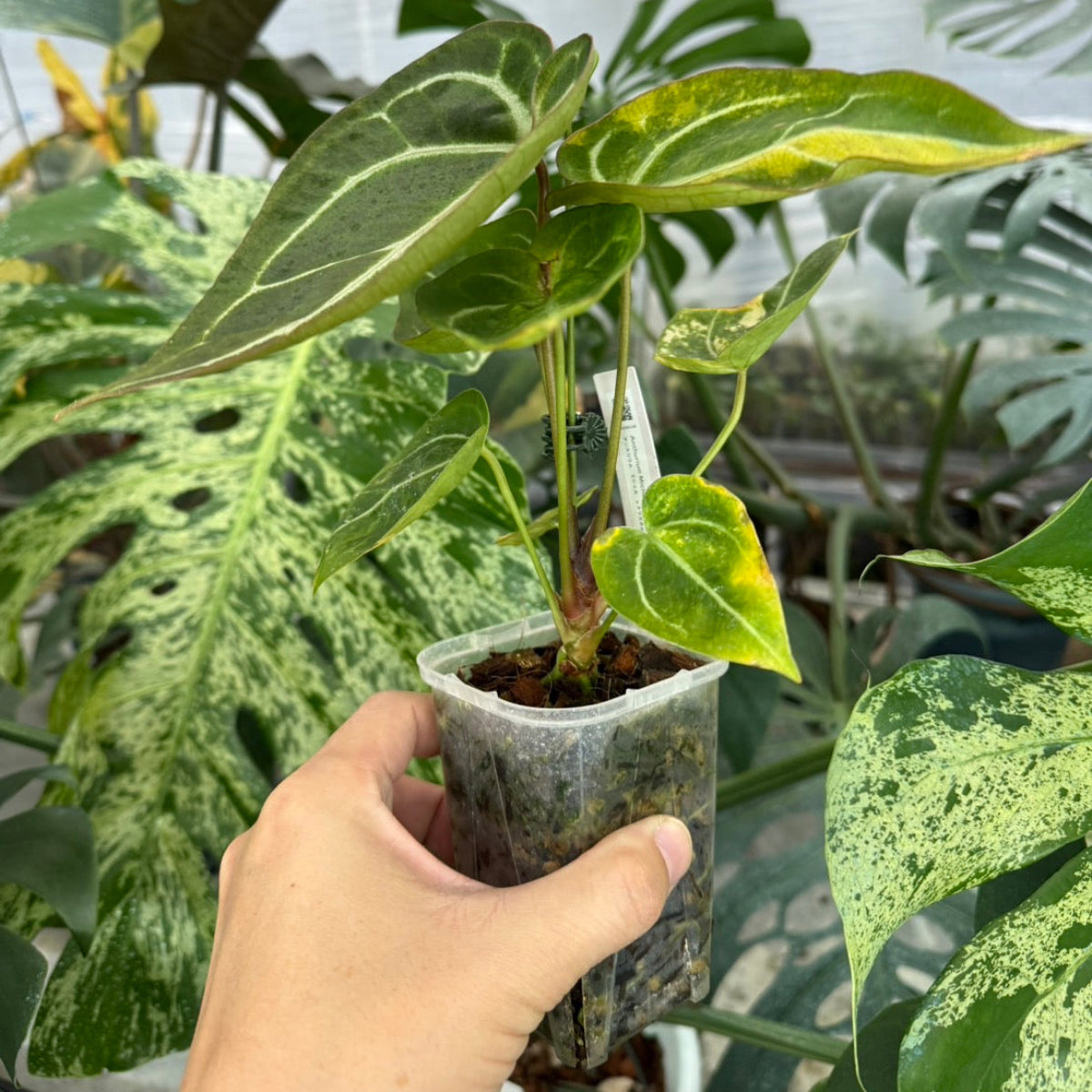 【クリスマスセール】アンスリウム'ミシェル'× 'クリスタルシルバー' バリエガータ (斑入り)