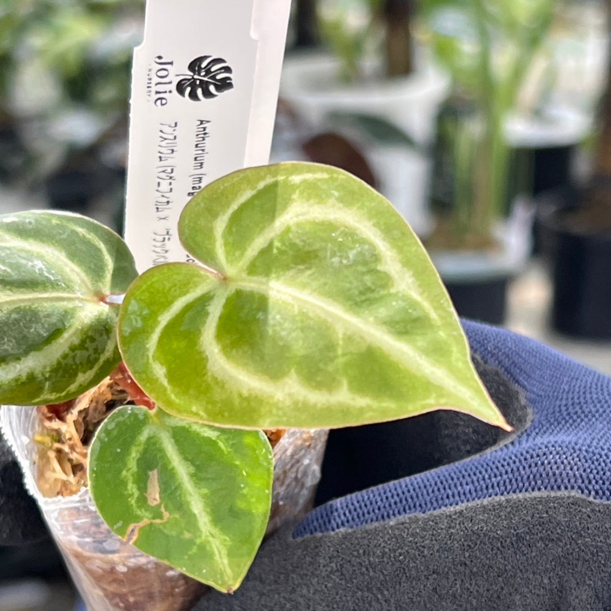 【選択可能】【選抜】アンスリウム Anthurium (magnificum × ‘Black Velvet’) × crystallinum × ‘Michelle’ F3