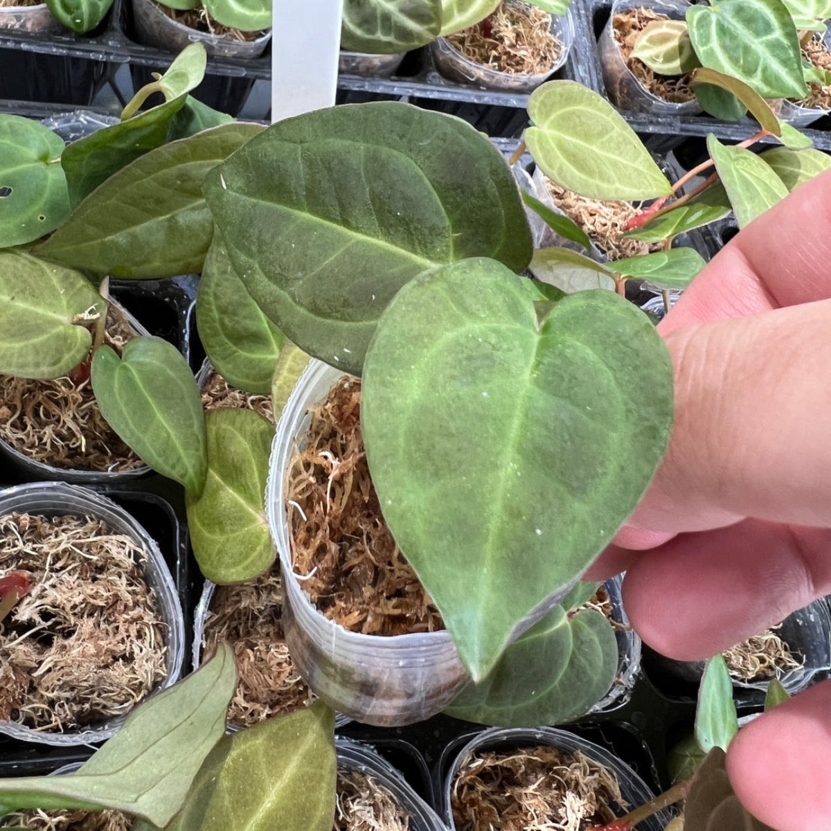 アンスリウム Anthurium ‘Red MBR’ × ‘Red Vein Dark Phoenix’
