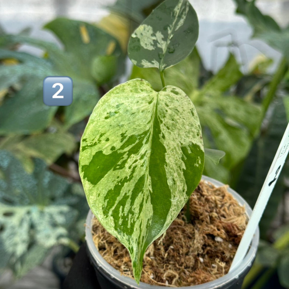 【希少/コレクション】モンステラ・デリシオーサ 'ベトシオーサ' TC苗順化済み