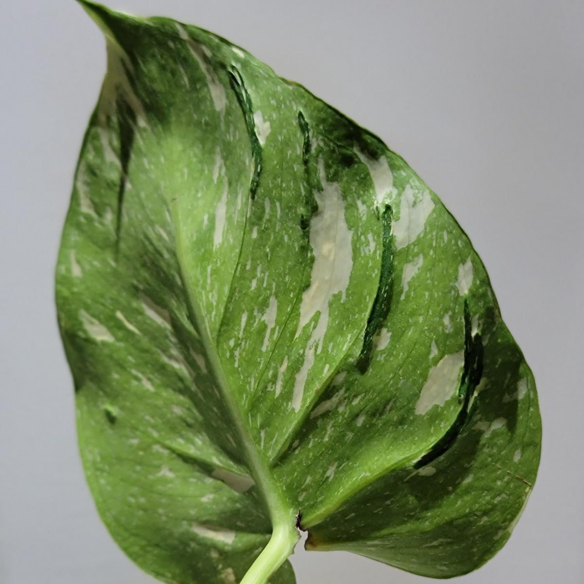 コレクション】【モンステラ デリシオーサ 'タイコンステレーション