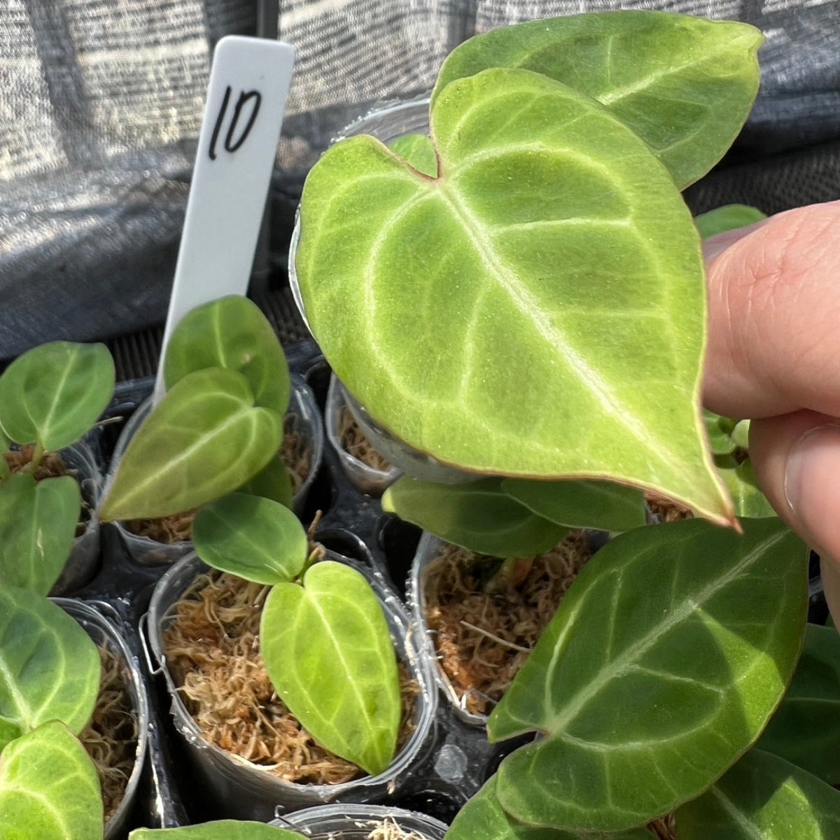 アンスリウム Anthurium 'King of Spades(KOS) hybrid – RARE