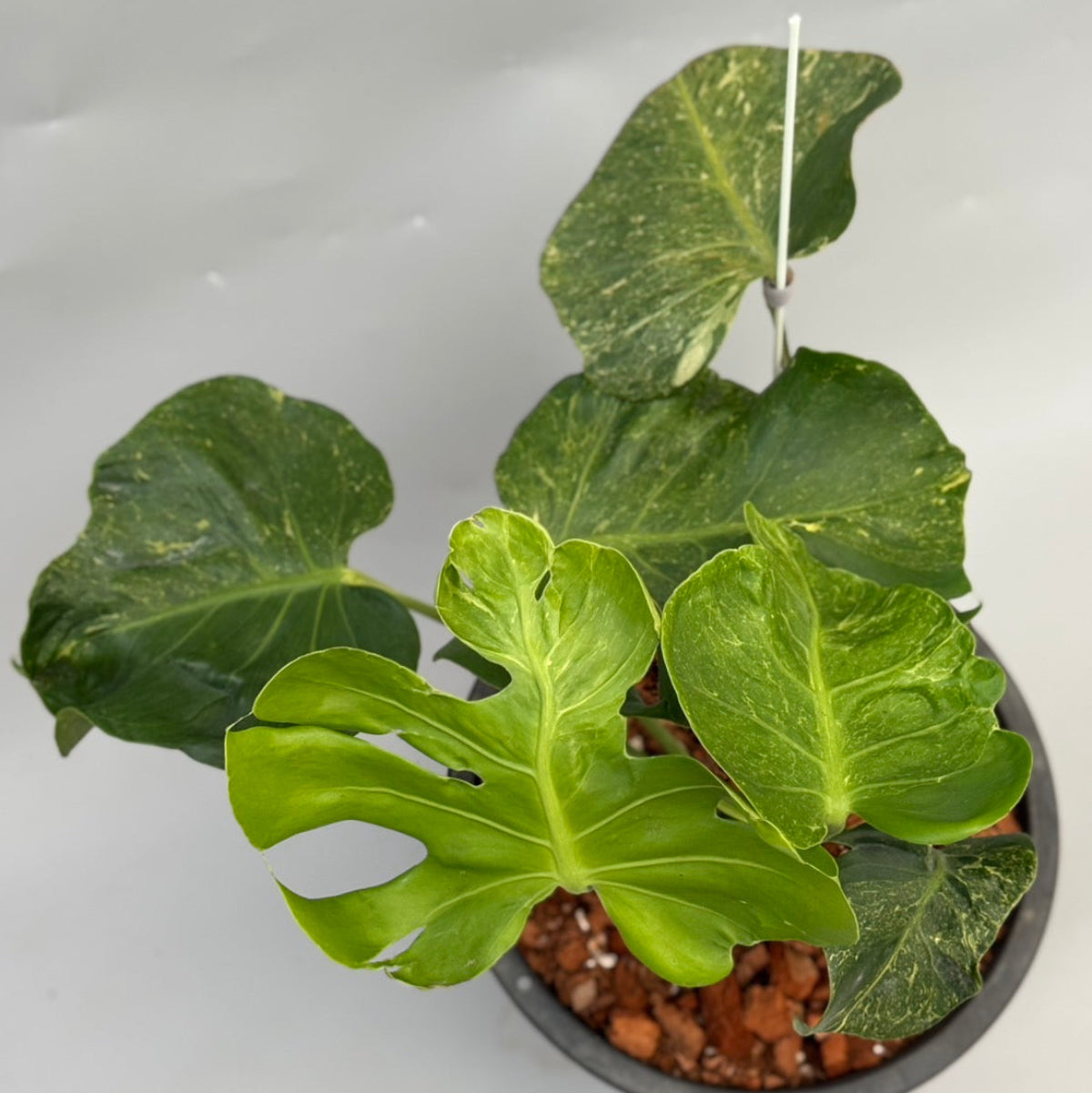 全植物一覧 – RARE PLANTS JAPAN (レアプランツジャパン)