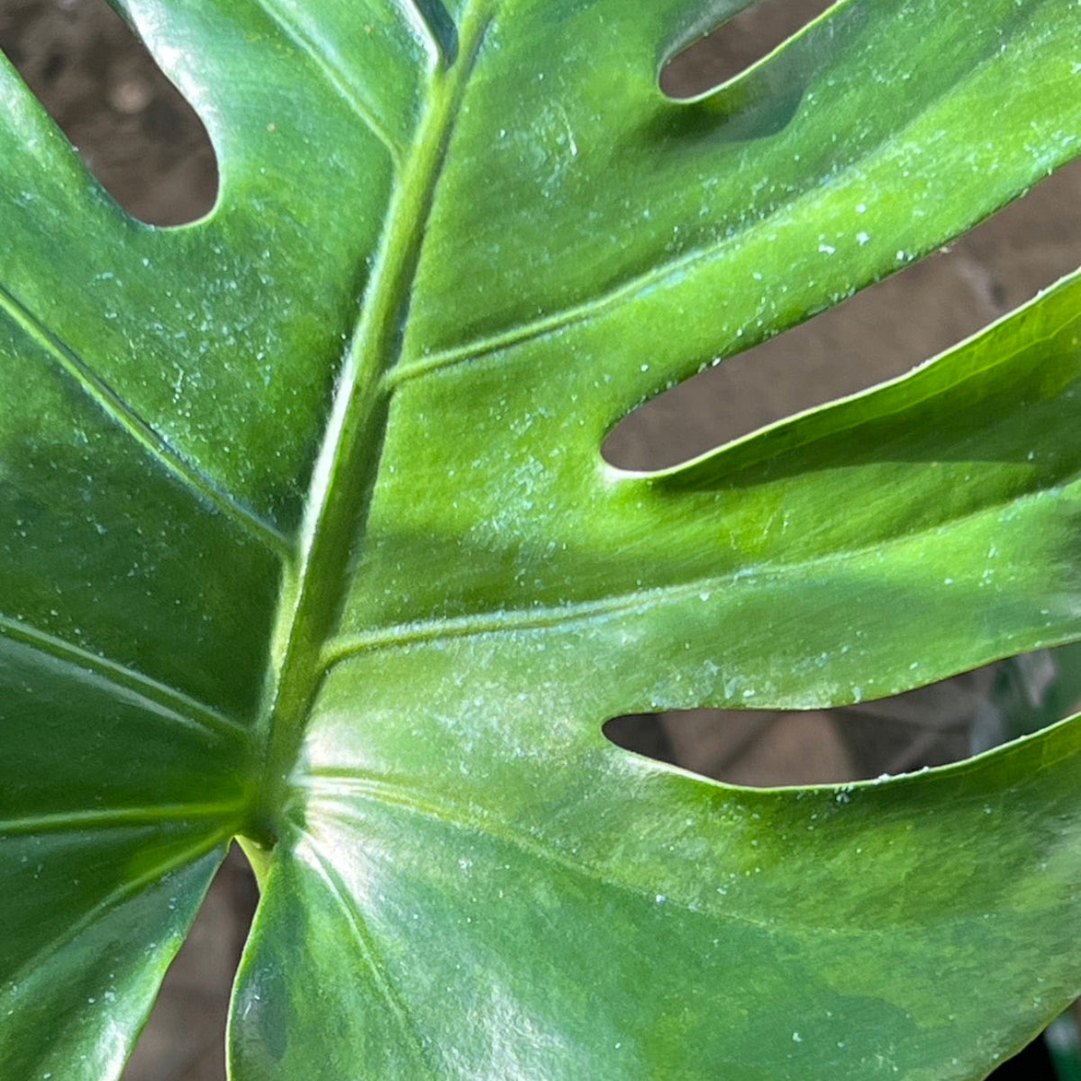 【選抜株】モンステラ　デリシオーサ 'グリーンオングリーン抹茶 斑入り'　