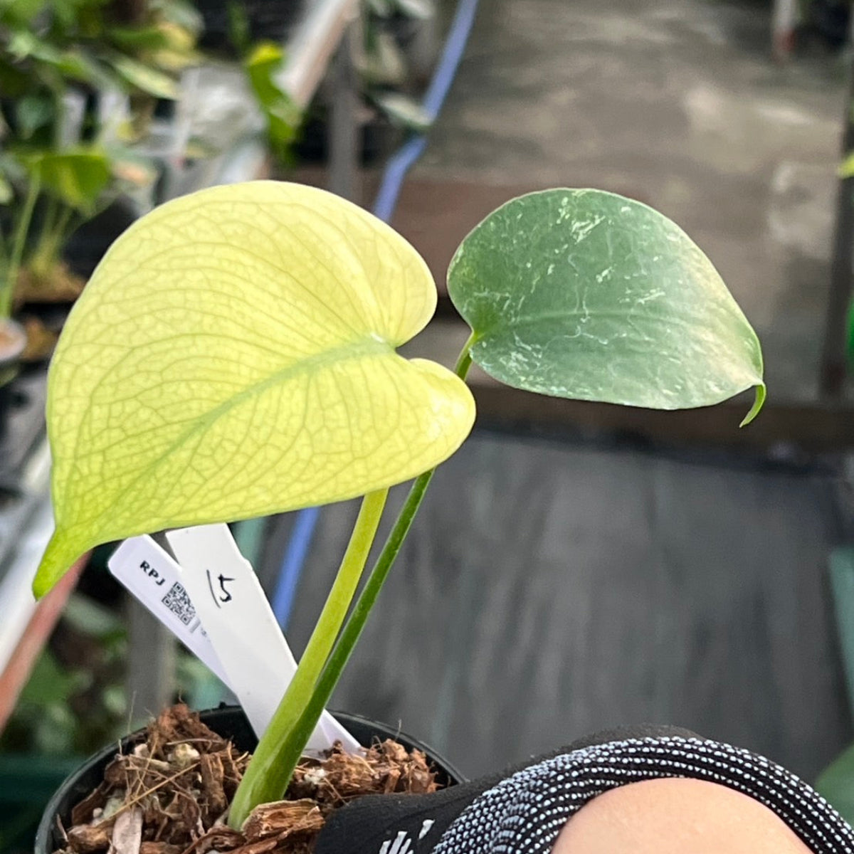 クリスマスセール【選抜】モンステラ　デリシオーサ 'ホワイトモンスター' 3号