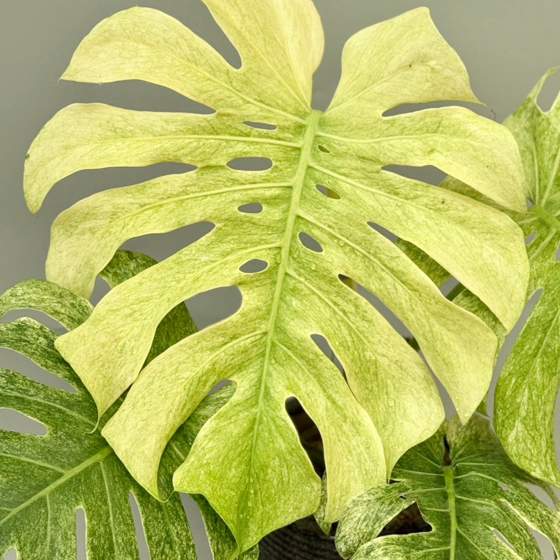予約販売7-414】モンステラ デリシオーサ 'フルミント' – RARE PLANTS