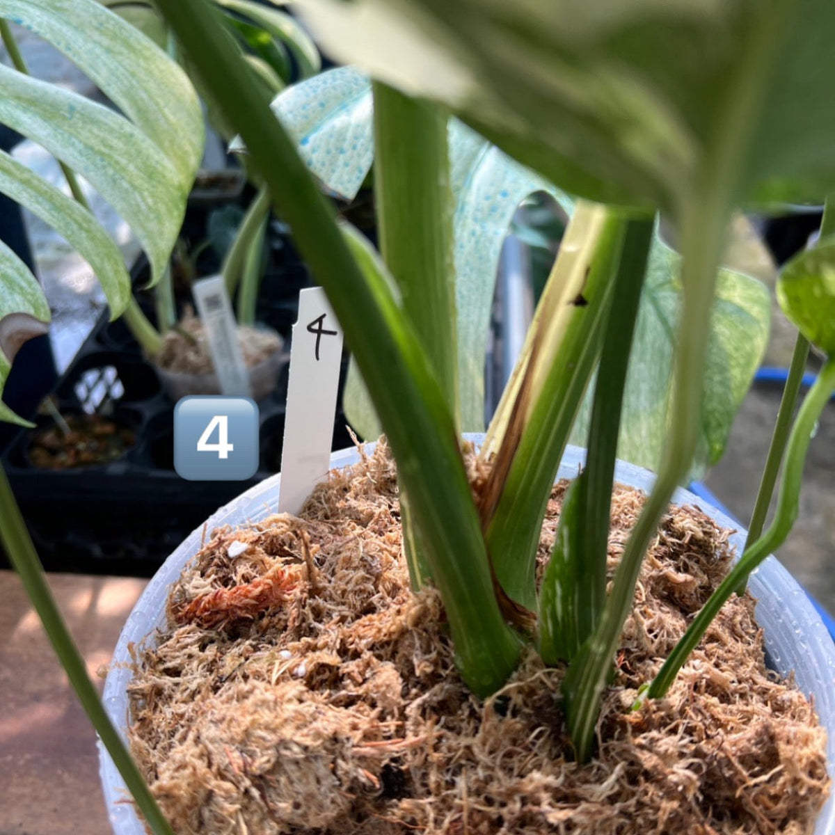 希少】モンステラ・デリシオーサ 'タイコンステレーション【スター