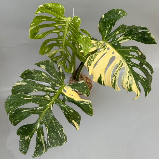 【タイナーセリー直売】モンステラ・デリシオーサ 'フィッシュボーン　スペシャルパターン' 【送料着払い】【125】