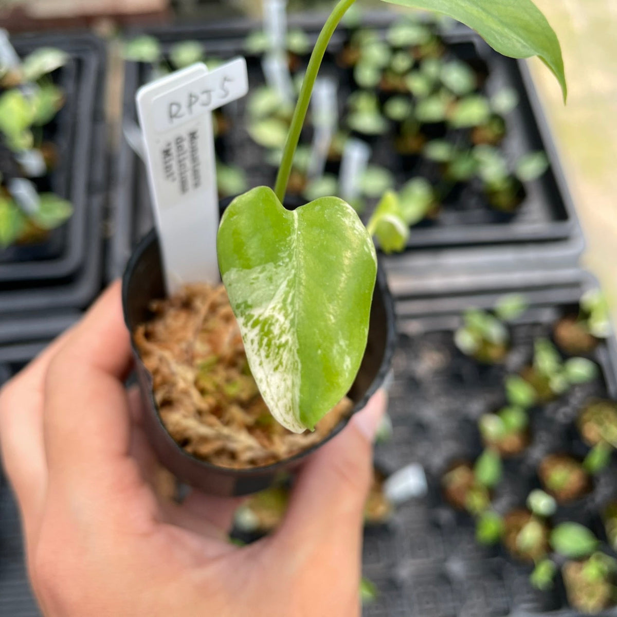 SALE】モンステラ デリシオーサ 'ミント' 2号 – RARE PLANTS JAPAN