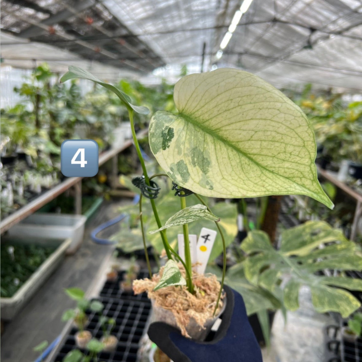 【選択可能】【コレクション】モンステラ　デリシオーサ 'ミント トリカラー' 3号サイズ