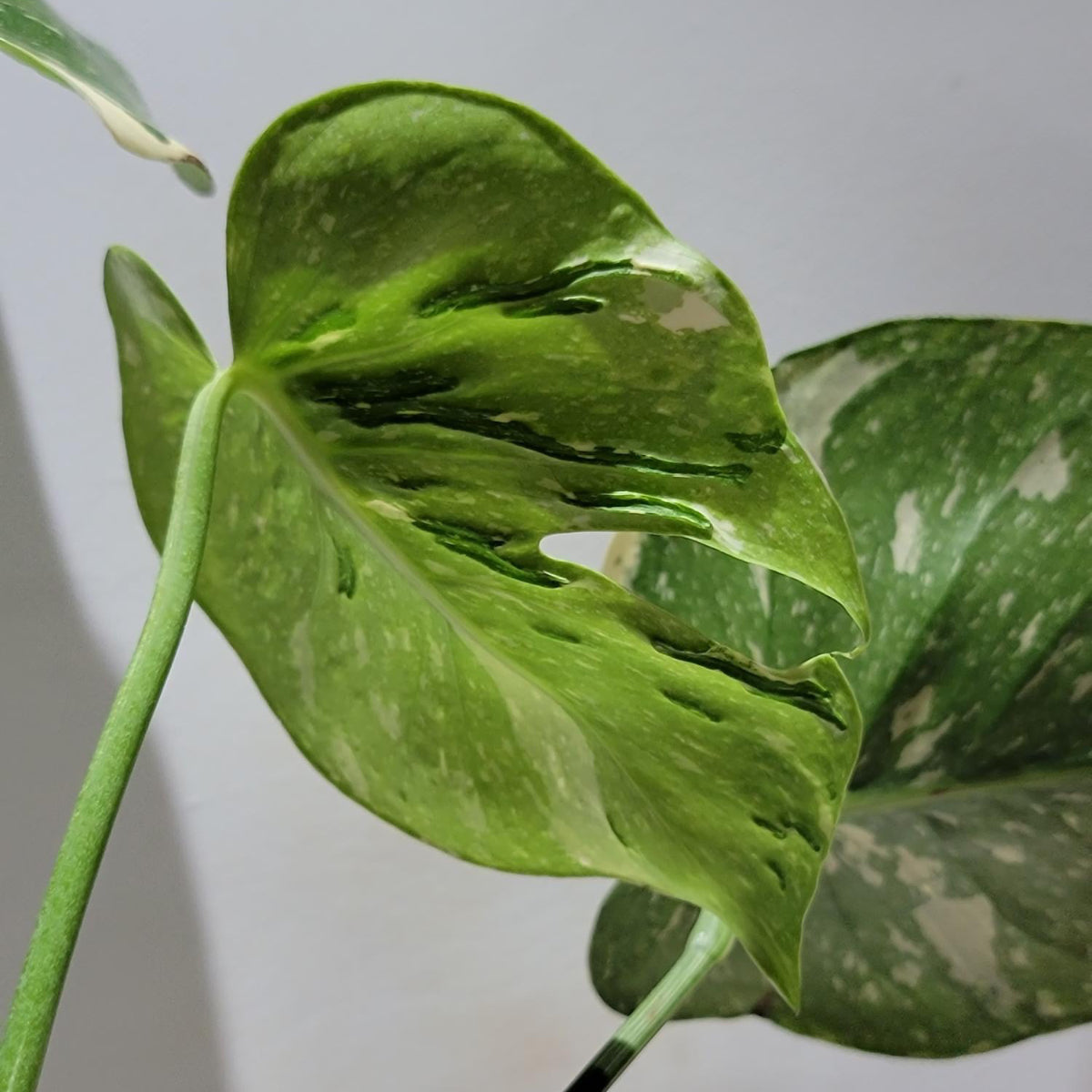 コレクション】【モンステラ デリシオーサ 'タイコンステレーション