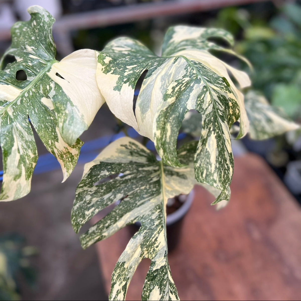 【コレクション】モンステラ デリシオーサ  'タイコンステレーション クレームブリュレ'