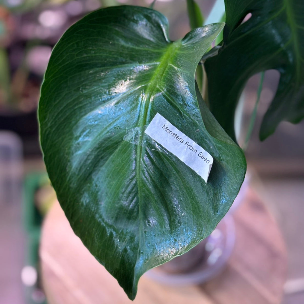 【Live販売8-118】モンステラ　デリシオーサ　'NOID'