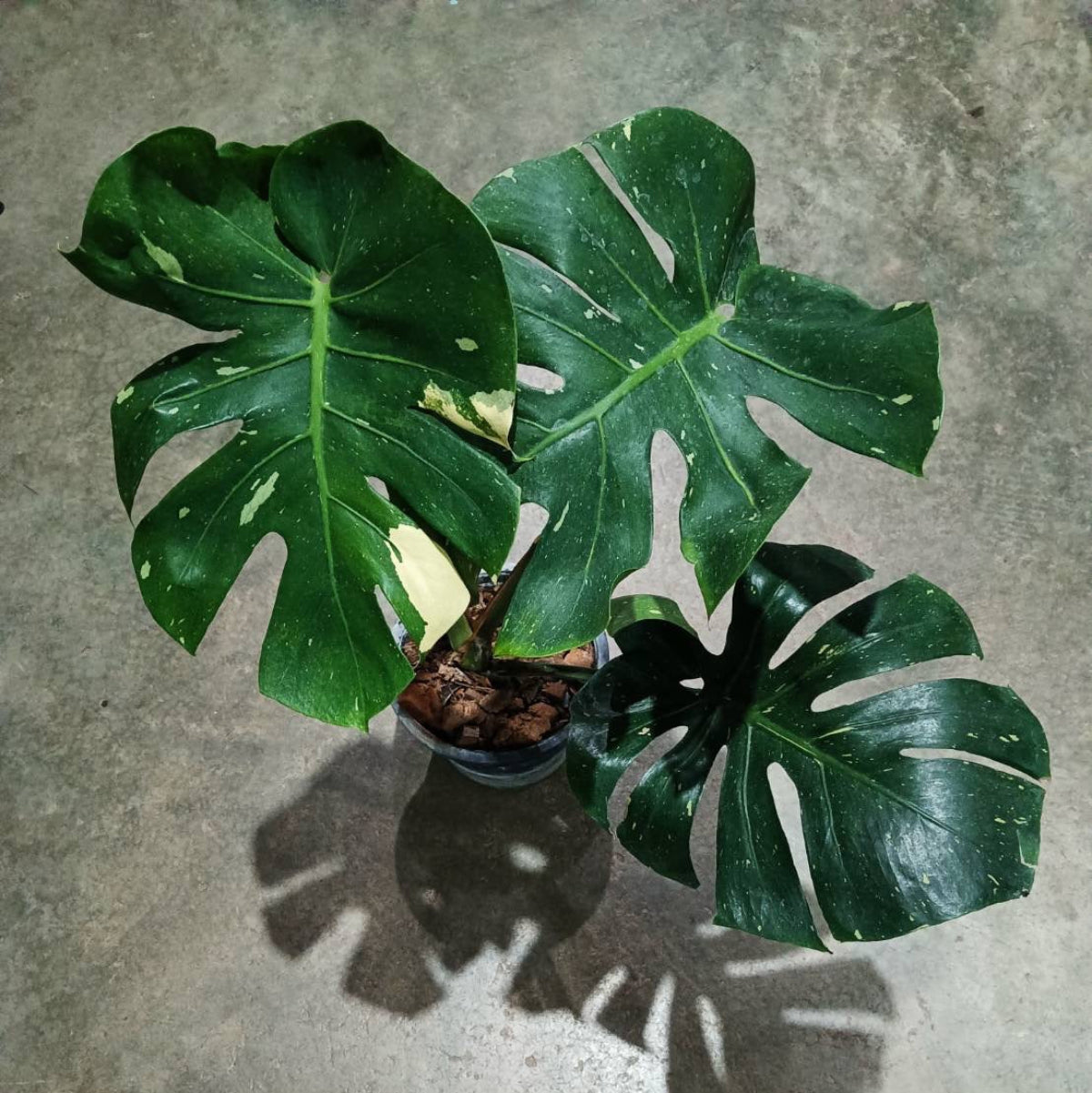 【Live販売】2番　モンステラ・デリシオーサ　'スコーピオン'