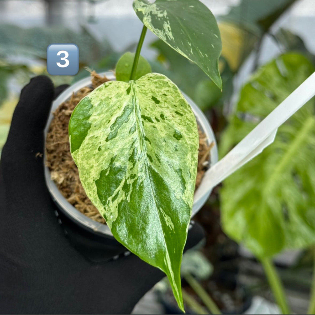 【希少/コレクション】モンステラ・デリシオーサ 'ベトシオーサ' TC苗順化済み