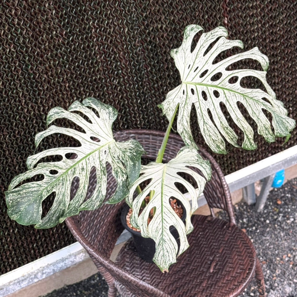 全植物一覧 – RARE PLANTS JAPAN (レアプランツジャパン)