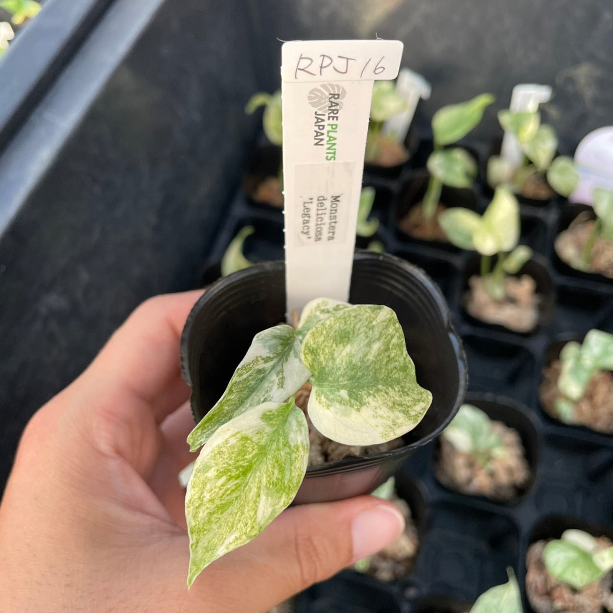 全植物一覧 – RARE PLANTS JAPAN (レアプランツジャパン)