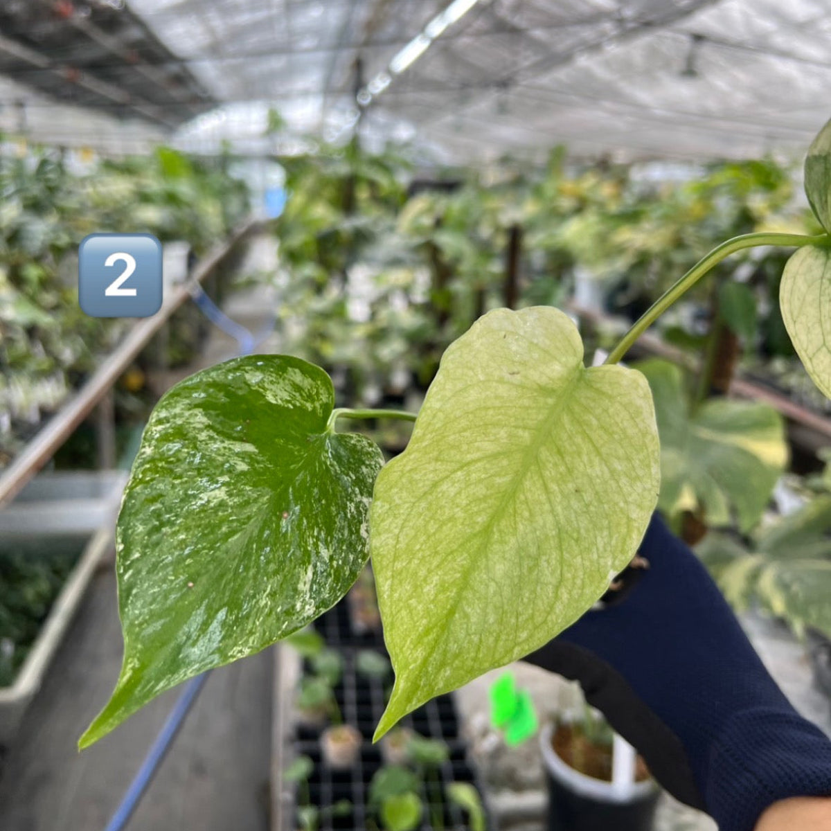 【選択可能】【コレクション】モンステラ　デリシオーサ 'ミント トリカラー' 3号サイズ