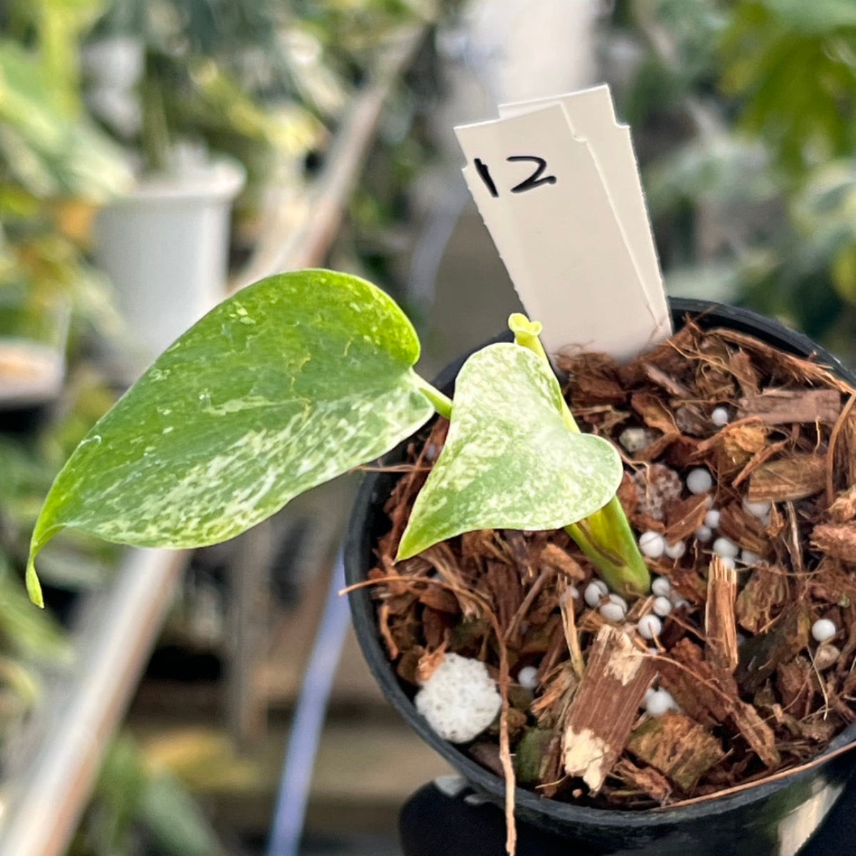 50%OFF【選抜】モンステラ　デリシオーサ 'ホワイトモンスター' 3.5号 TC株