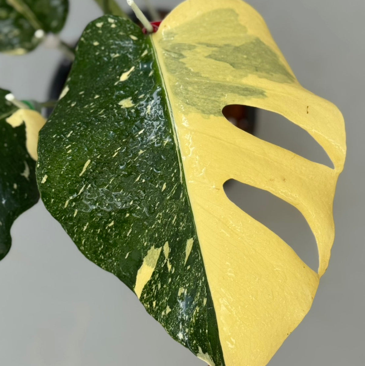 GWセール【タイナーセリー直売】モンステラ・デリシオーサ 'スターロード'【送料着払い】【257/258】