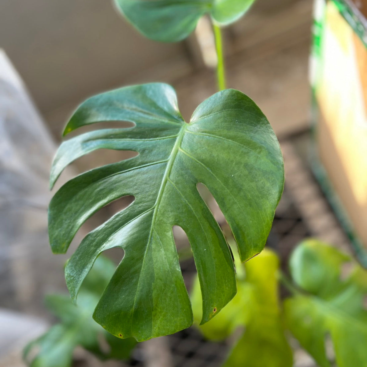 【選抜株】モンステラ　デリシオーサ 'グリーンオングリーン抹茶 斑入り'　