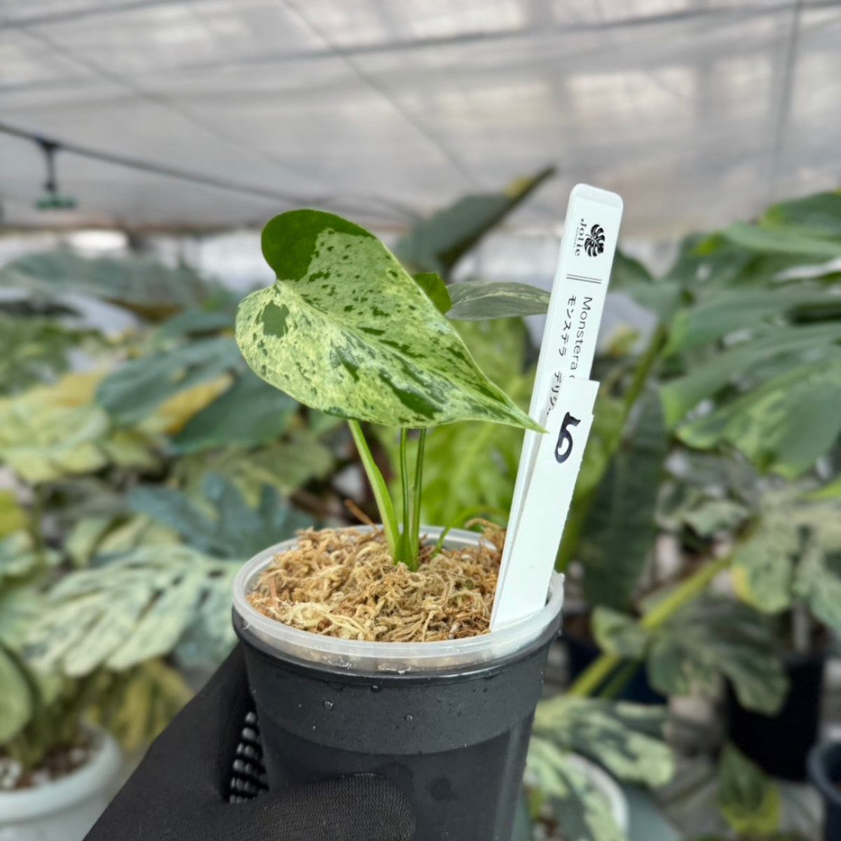 【希少/コレクション】モンステラ・デリシオーサ 'ベトシオーサ' TC苗順化済み