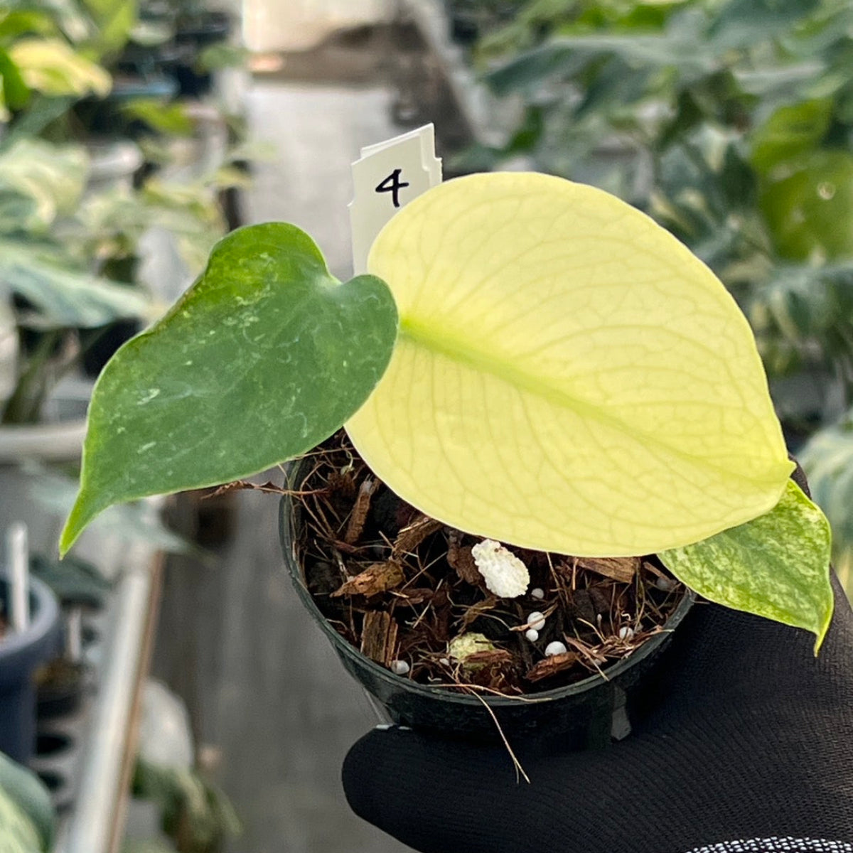 50%OFF【選抜】モンステラ　デリシオーサ 'ホワイトモンスター' 3.5号 TC株