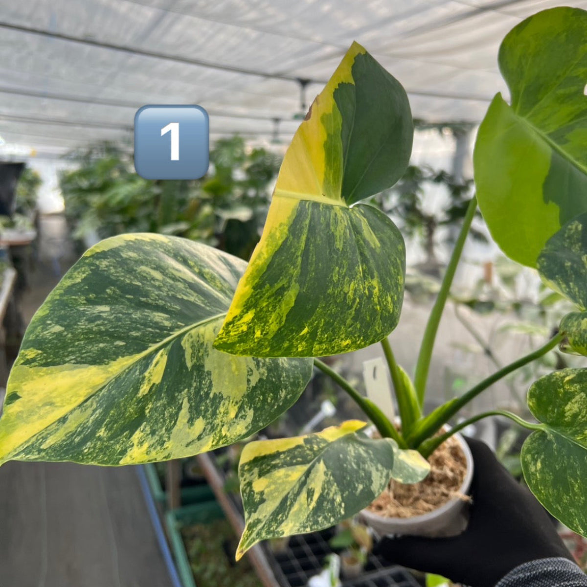 【初出品/コレクション】モンステラ デリシオーサ 'ポンポン'