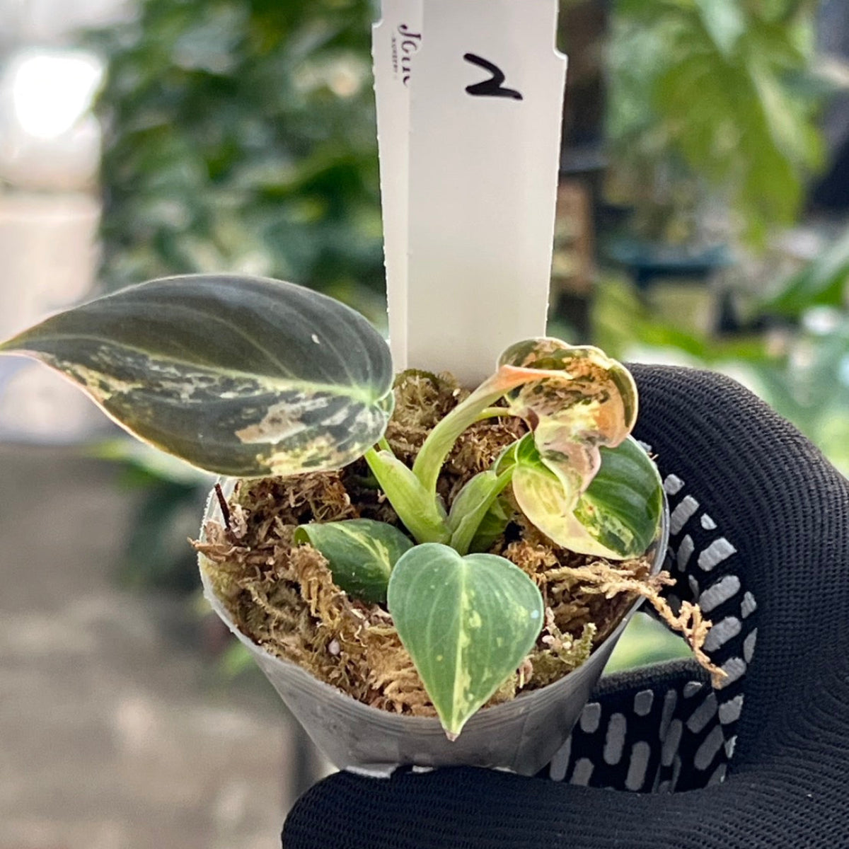 【新入荷】フィロデンドロン・メラノクリサム  斑入り　2号サイズ