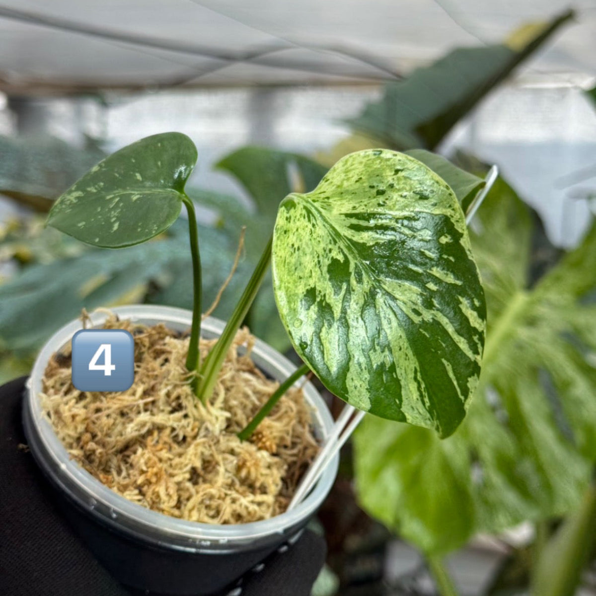 2モンステラ　デリシオーサ　ベトシオーサ 追加/コレクション】モンステラ・デリシオーサ 'ベトシオーサ