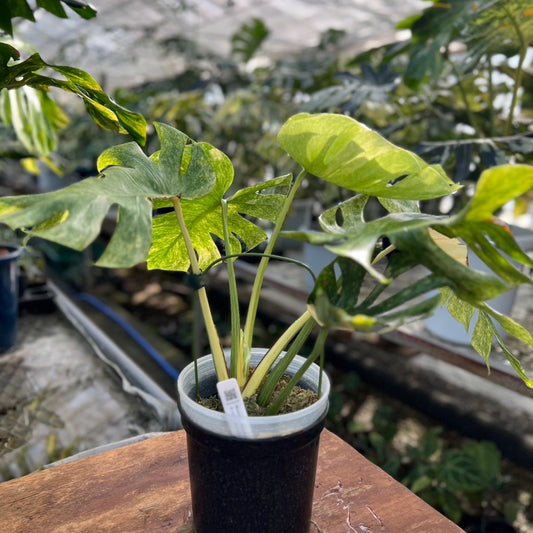 【コレクション】モンステラ　デリシオーサ 'タイコンステレーション プラチナム'　親株サイズ