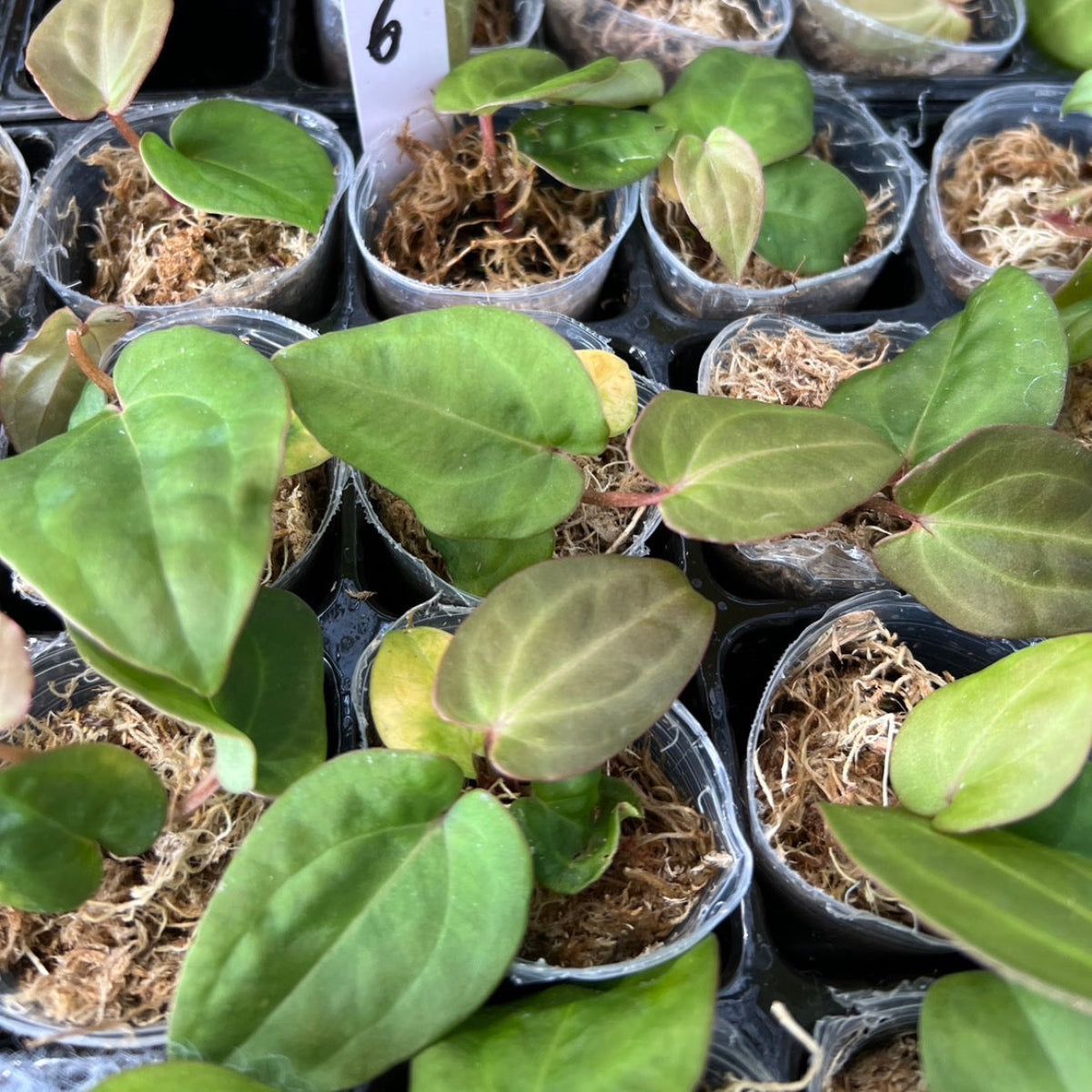 アンスリウムAnthurium （(besseae × debilis) × (‘Dreamweaver’ × papillilaminum ‘Ree Garden’)
