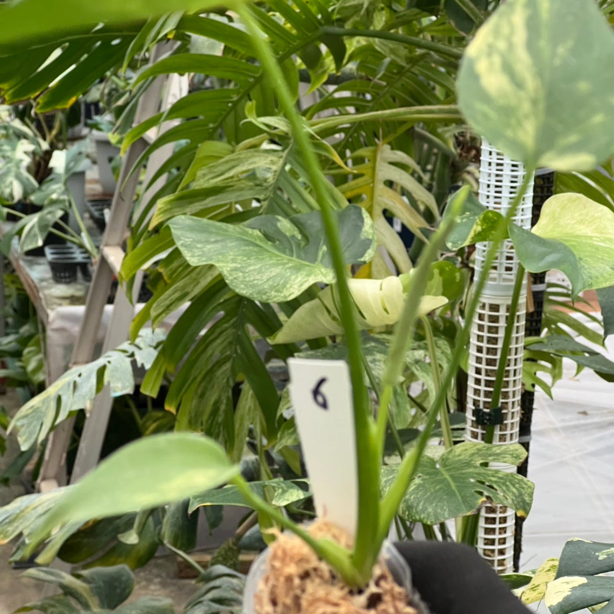 モンステラ・デリシオーサ 'イエローマリリン' 2号 – RARE PLANTS