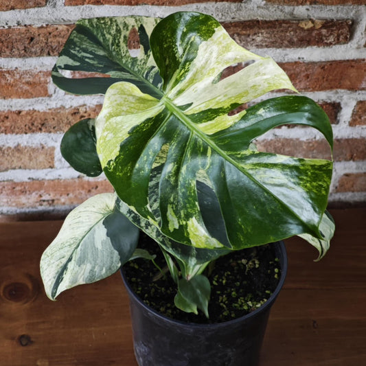 【選択可能】【コレクション】モンステラ　デリシオーサ 'ミント トリカラー' 3号サイズ