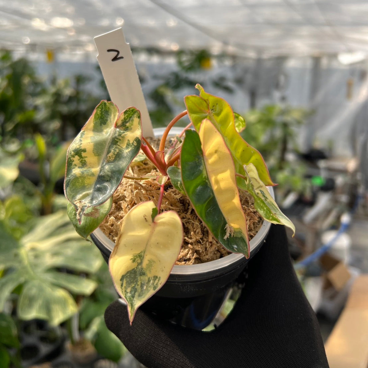 フィロデンドロン・ビレッティア 斑入り 3.5号サイズ