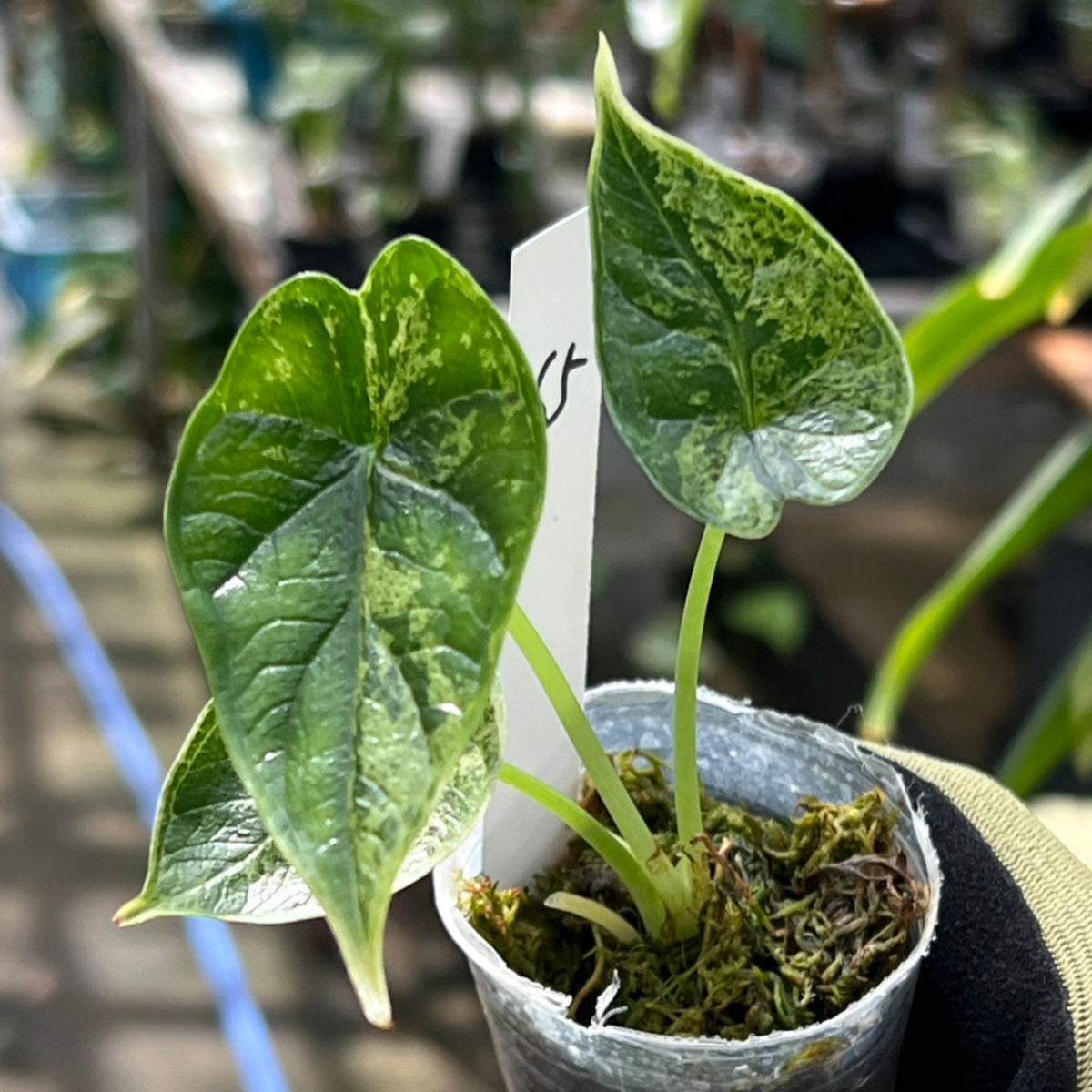 アロカシア ドラゴンスケールミント 2本セット アロカシア ドラゴンスケールミント 2本セット アロカシア