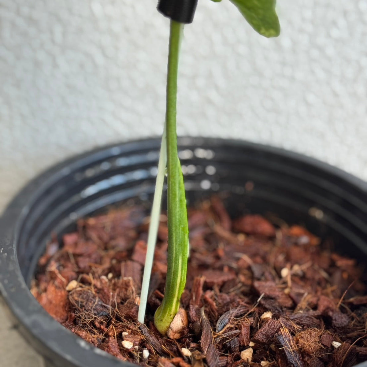 全植物一覧 – RARE PLANTS JAPAN (レアプランツジャパン)