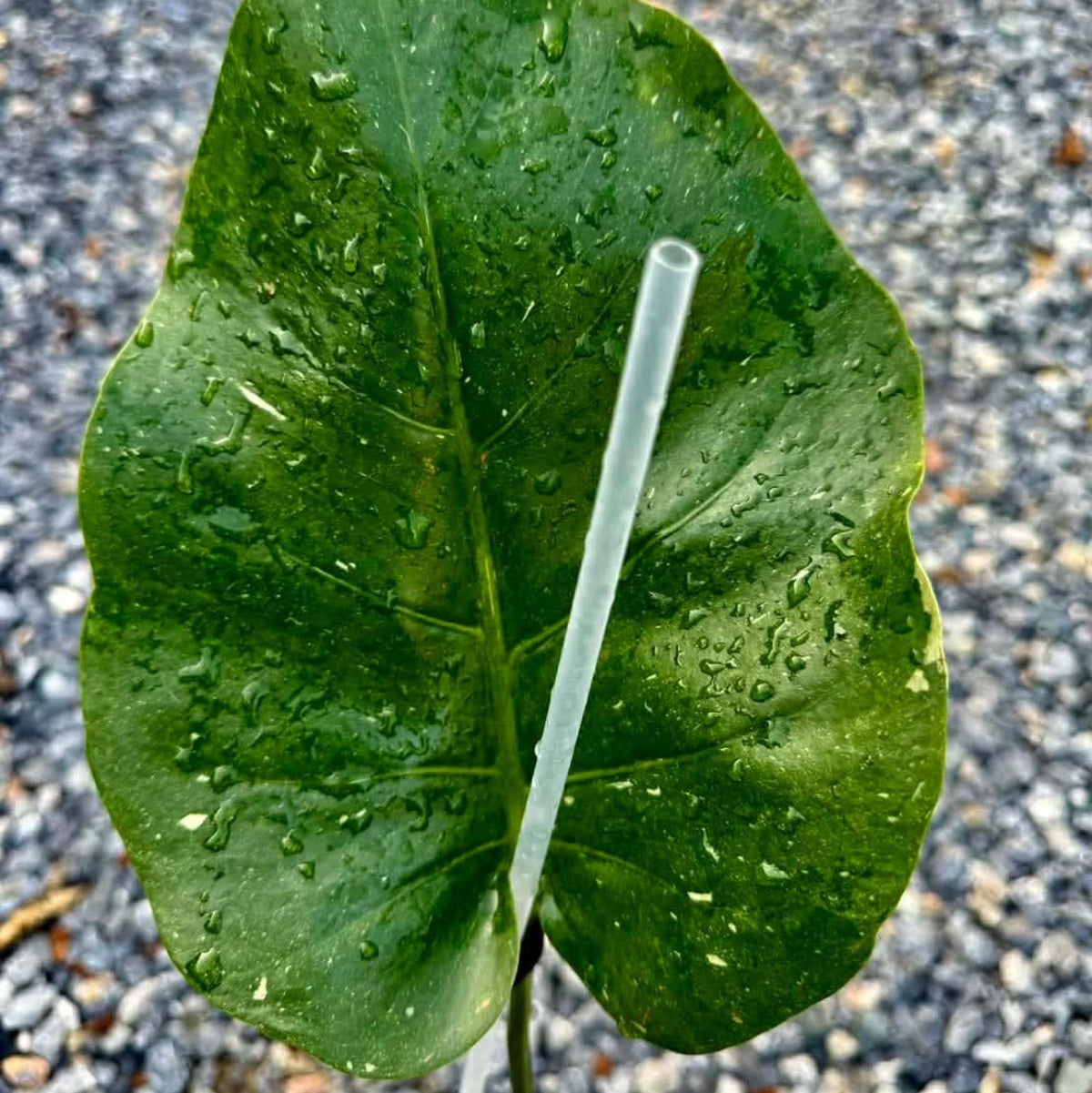 【Live販売】 50番　モンステラ・デリシオーサ NOID『008』