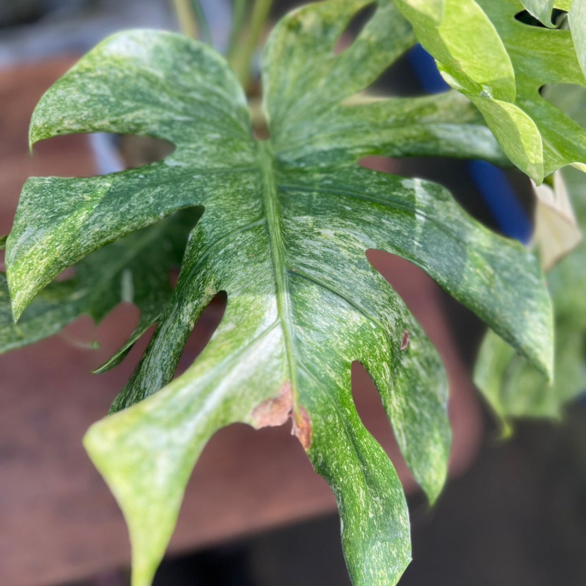 コレクション】モンステラ デリシオーサ 'タイコンステ