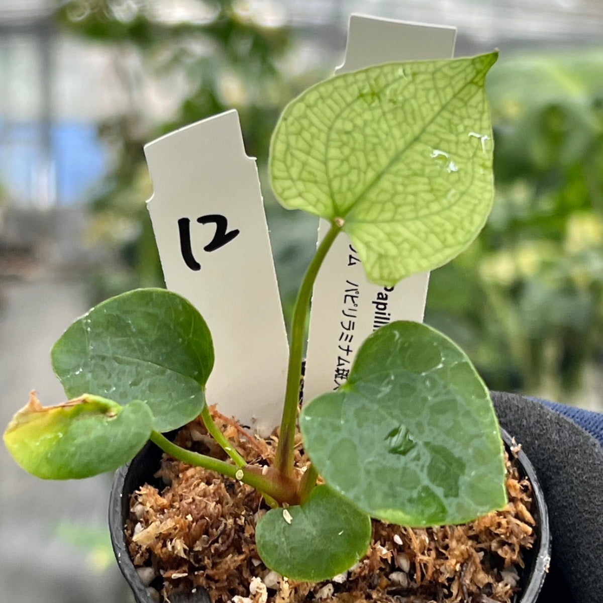 希少株】アンスリウム PAP x RL 斑入り未確認 – RARE PLANTS