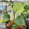 【希少株】アンスリウム  PAP x RL  斑入り未確認