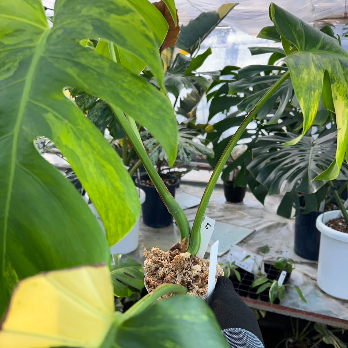 【選抜】モンステラ・デリシオーサ var. ボルシギア 'オーレア'