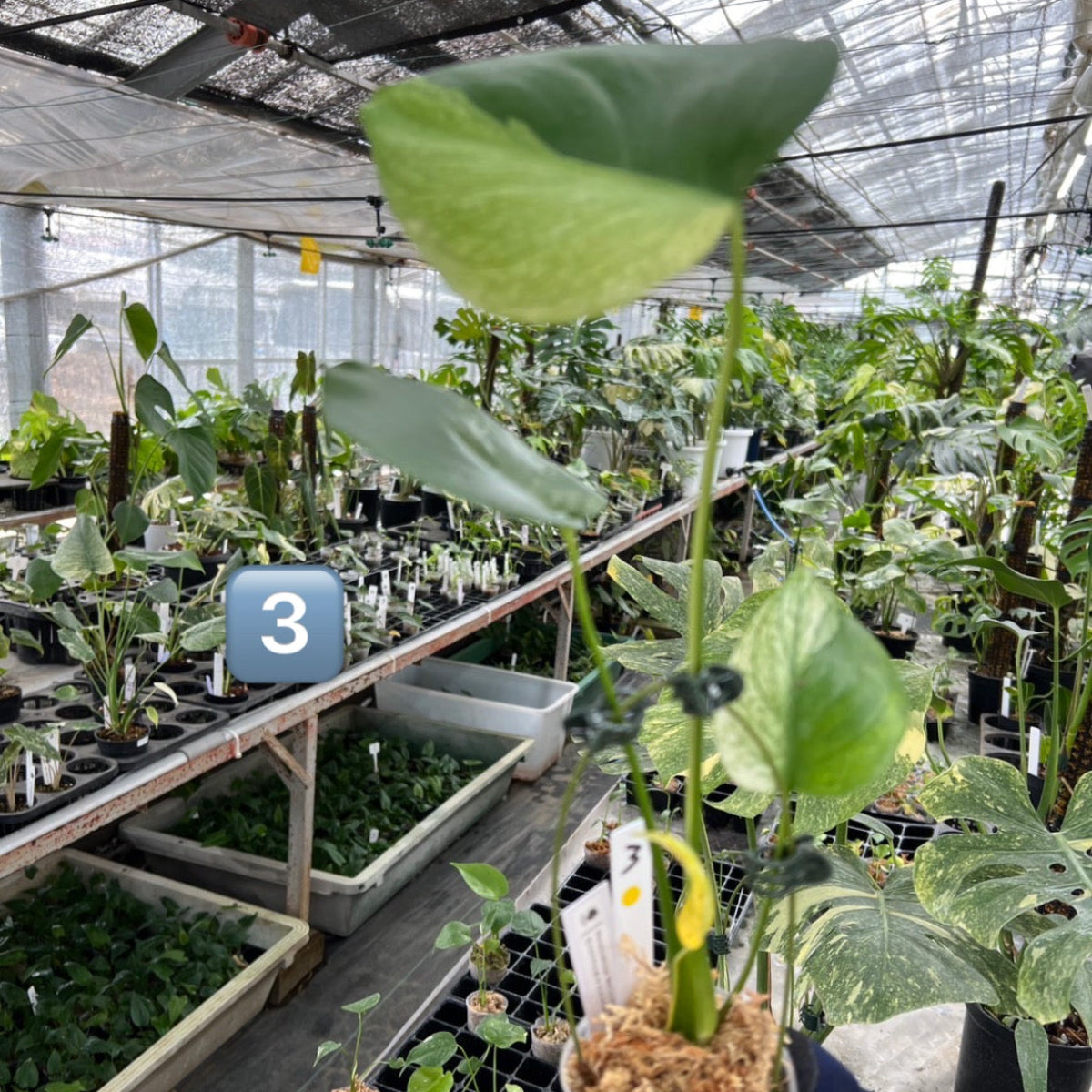 【選択可能】【コレクション】モンステラ　デリシオーサ 'ミント トリカラー' 3号サイズ