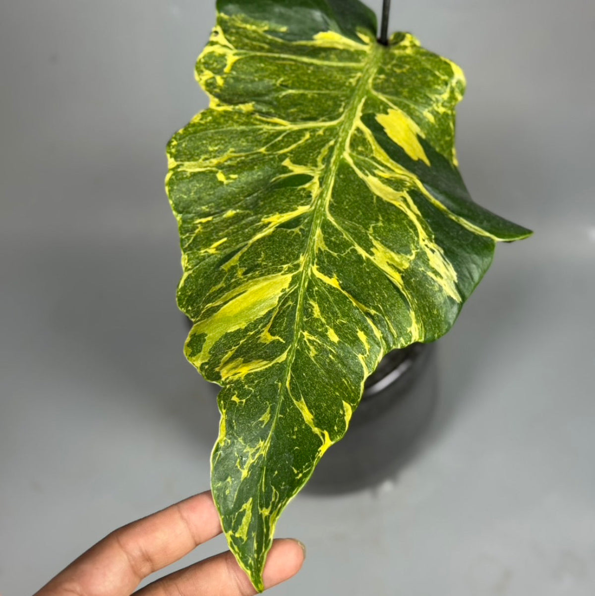 全植物一覧 – RARE PLANTS JAPAN (レアプランツジャパン)