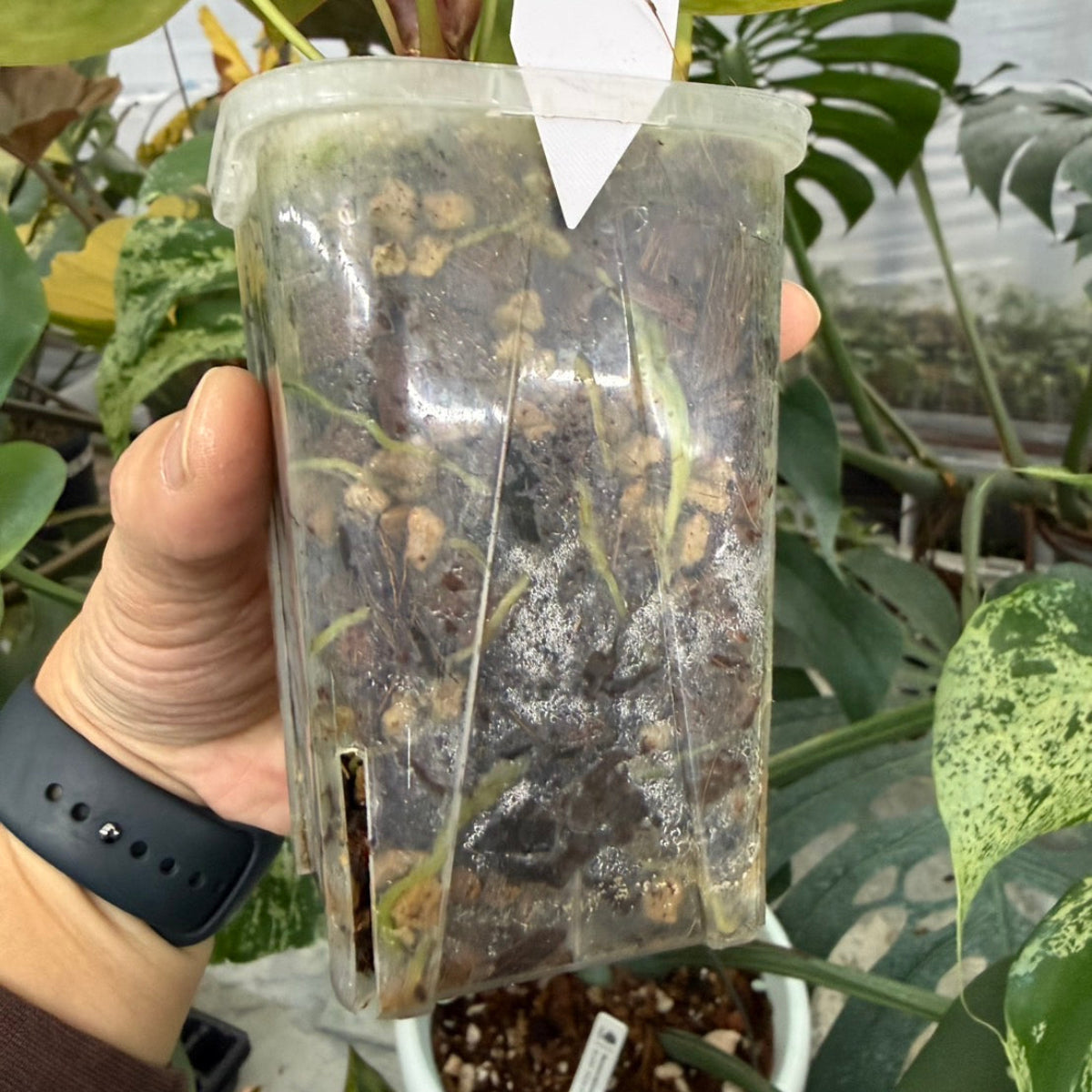 【クリスマスセール】アンスリウム'ミシェル'× 'クリスタルシルバー' バリエガータ (斑入り)