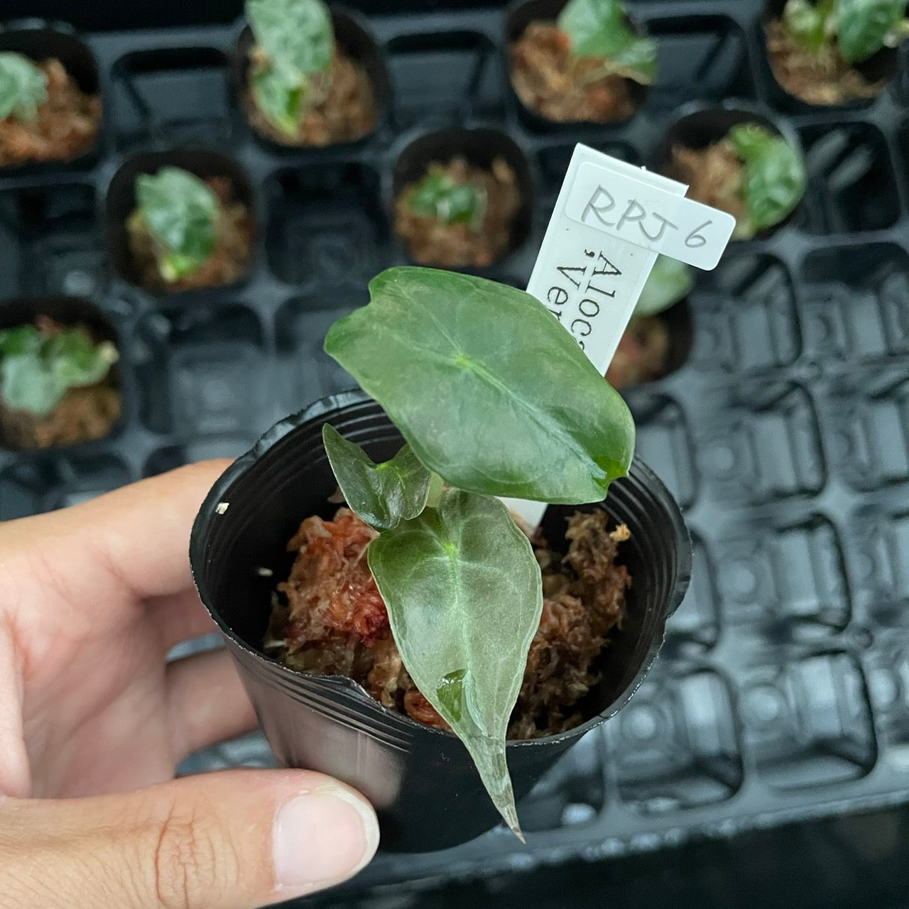 全植物一覧 – RARE PLANTS JAPAN (レアプランツジャパン)